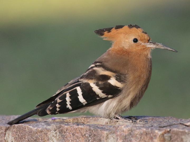 Madagascar Hoopoe