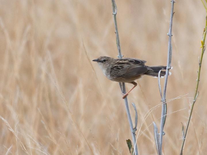 Madagascar Cisticola