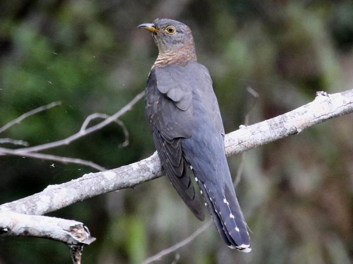 Madagascar Cuckoo