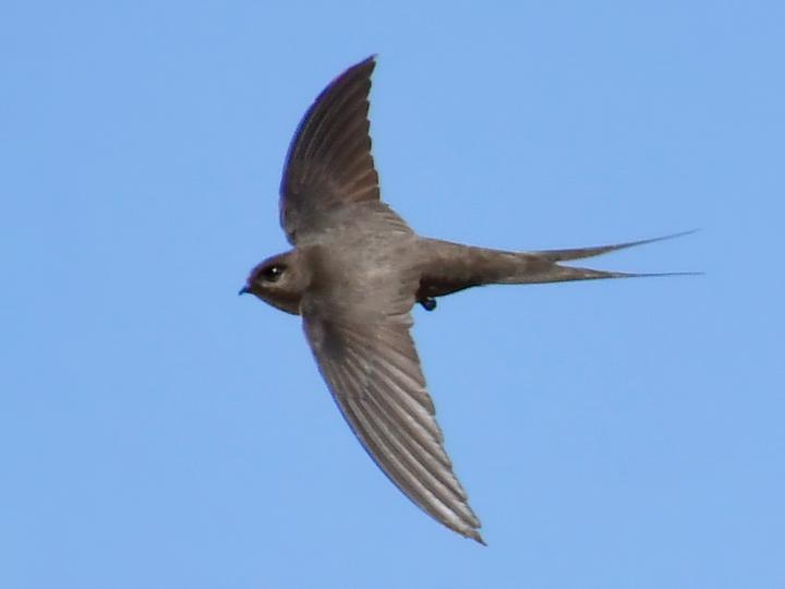 Malagasy Palm Swift