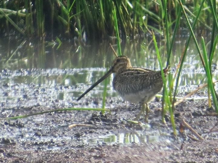 Madagascar Snipe