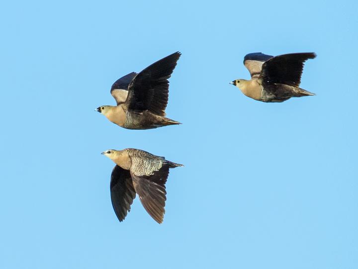 Madagascar Sandgrouse