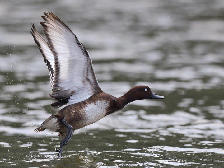 Madagascar Pochard