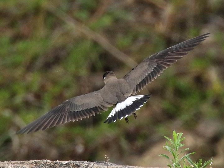 Madagascar Pratincole