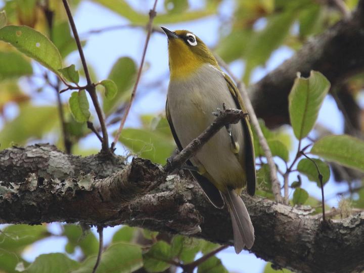 Malagasy White-eye