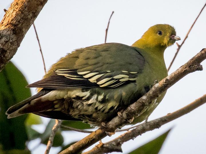 Madagascar Green Pigeon