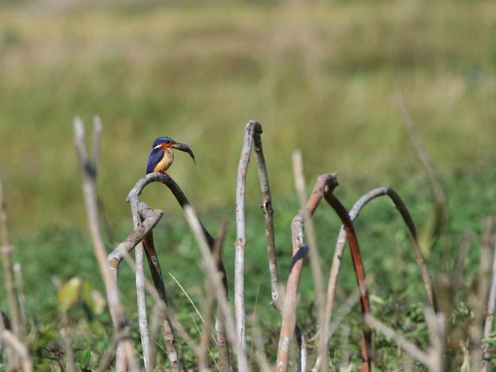 Malagasy Kingfisher