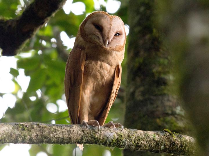 Red Owl