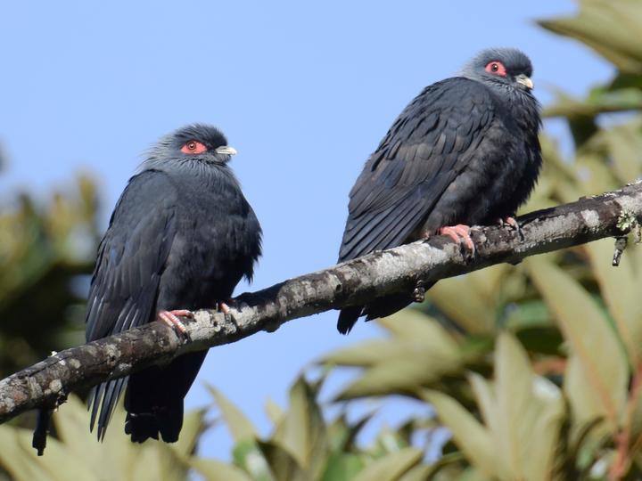 Madagascar Blue Pigeon
