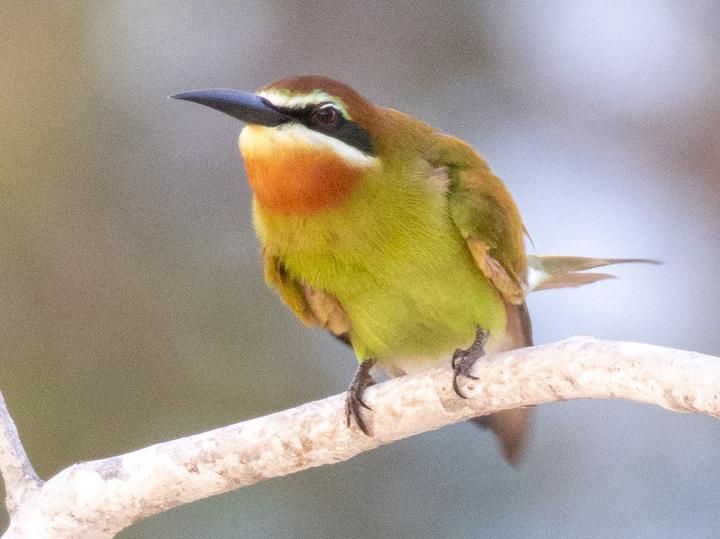 Olive Bee-eater