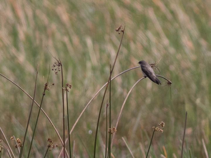 Madagascar Martin