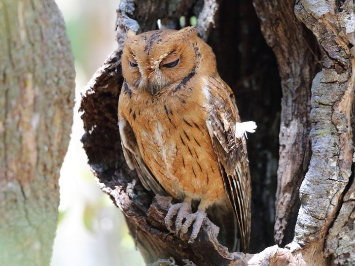 Rainforest Scops Owl