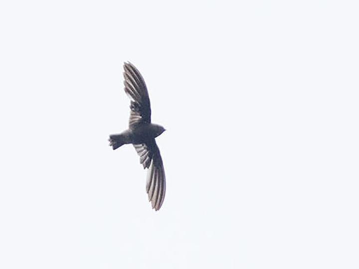 Madagascar Spinetail