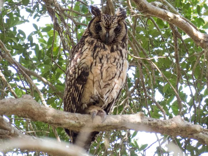 Madagascar Owl