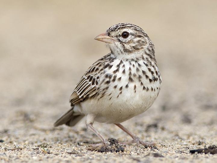 Madagascar Lark