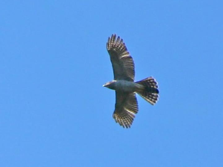 Madagascar Sparrowhawk