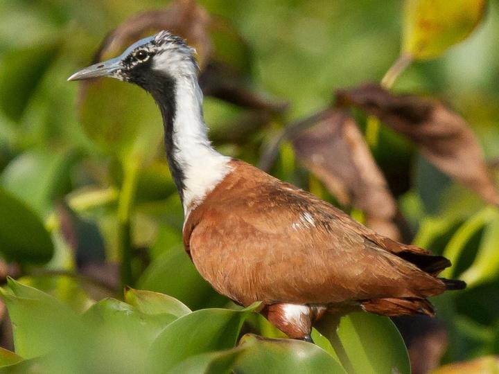 Madagascar Jacana
