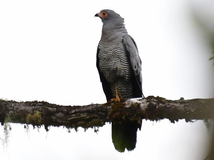 Madagascar Harrier-Hawk