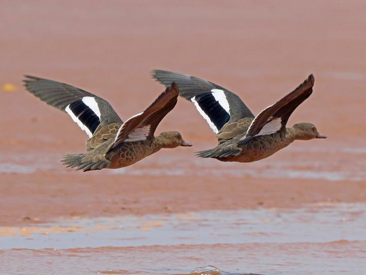 Bernier's Teal
