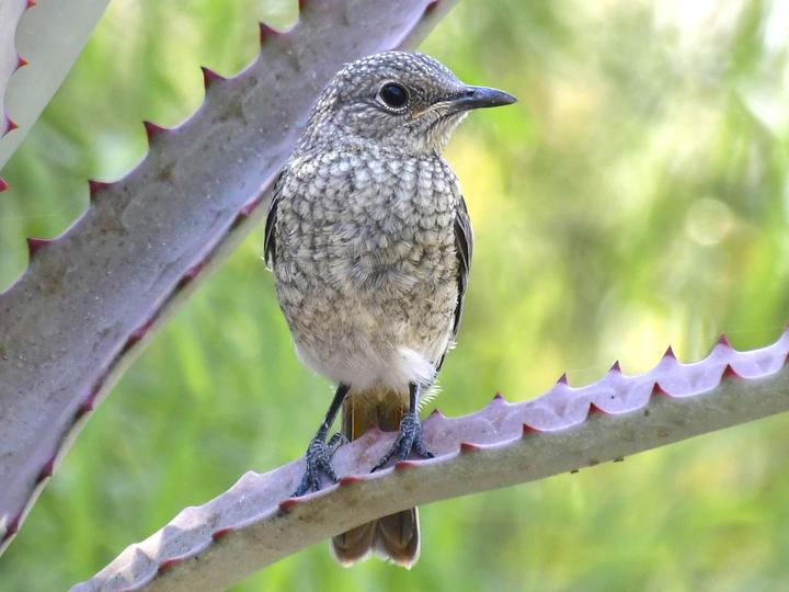 Littoral Rock Thrush