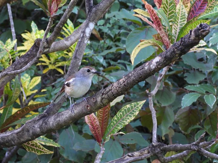 Madagascar Magpie-Robin