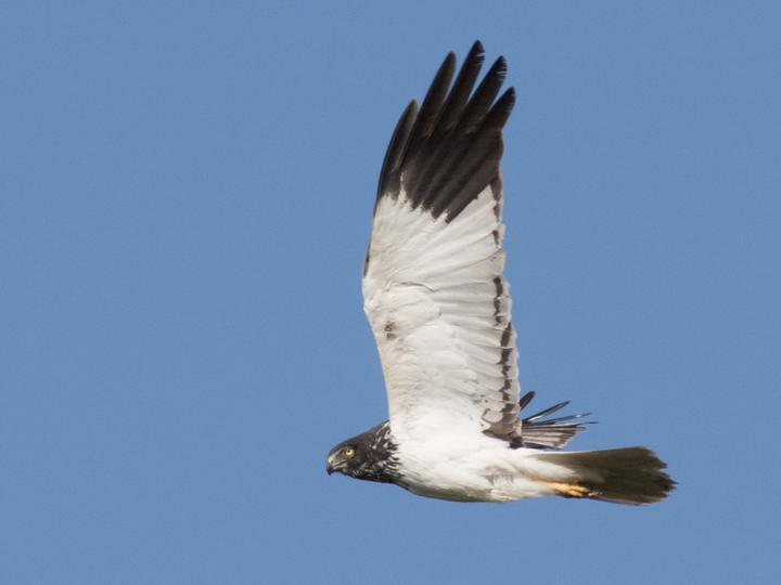 Malagasy Harrier