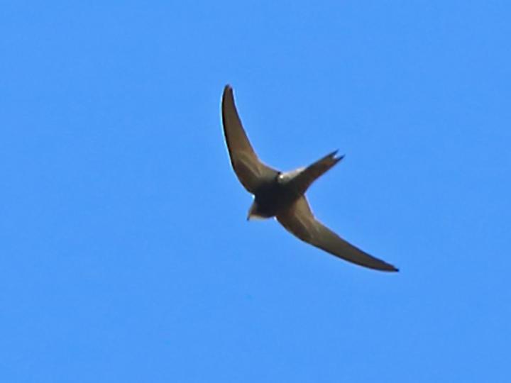 Malagasy Black Swift