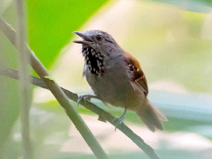 Rio Madeira Stipplethroat
