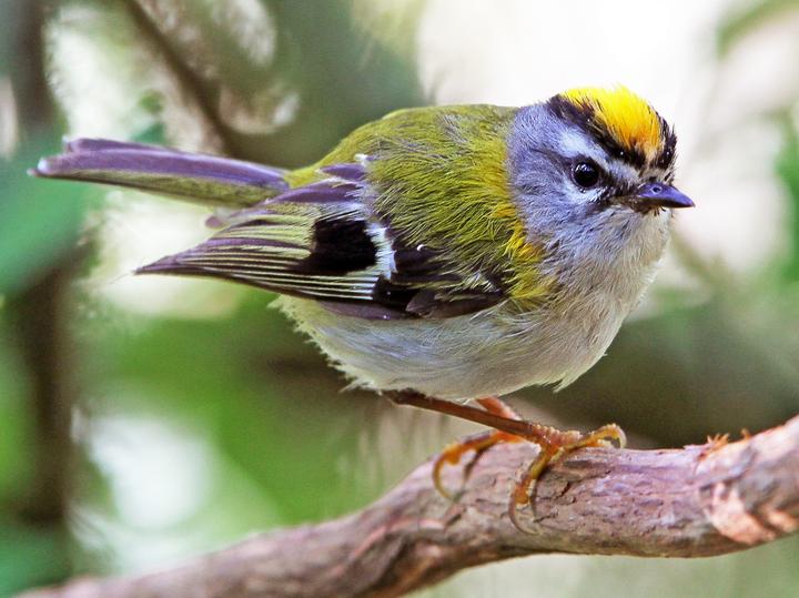 Madeira Firecrest