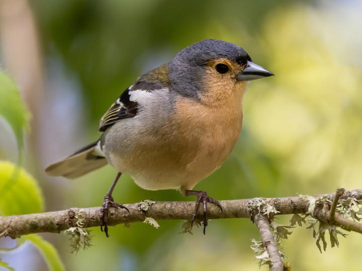 Madeira Chaffinch