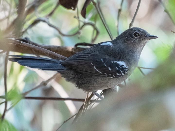 Mato Grosso Antbird