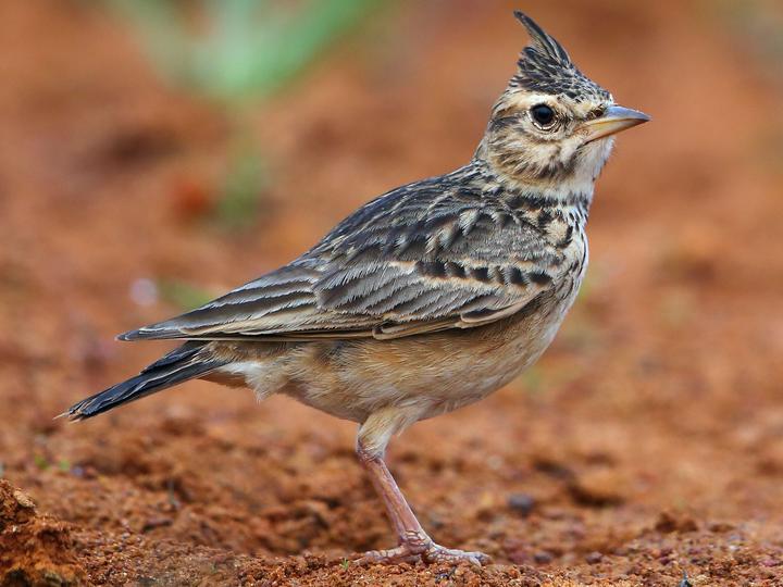 Malabar Lark