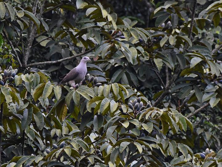 Malabar Imperial Pigeon