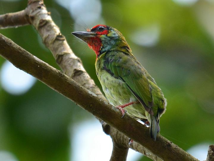 Malabar Barbet