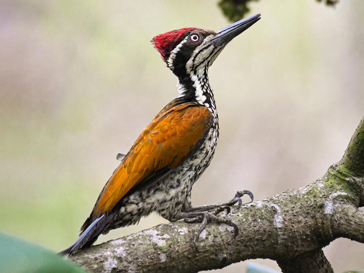 Malabar Flameback