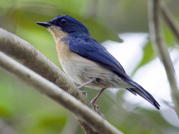 Malaysian Blue Flycatcher