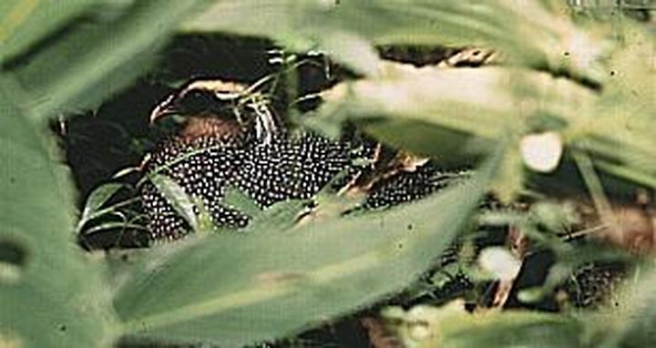 Malayan Crested Argus