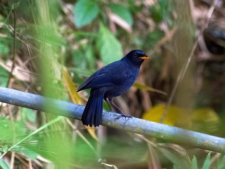 Malayan Whistling Thrush