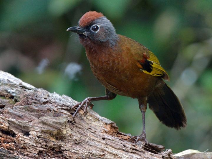 Malayan Laughingthrush