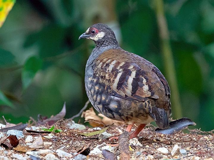 Malayan Partridge