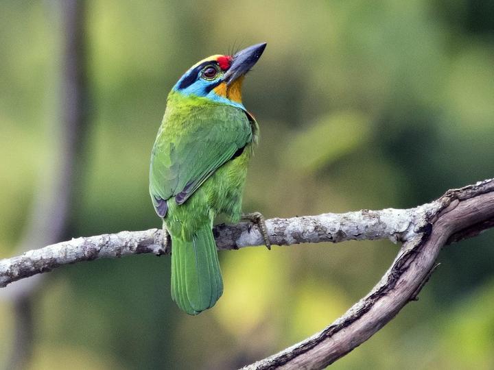 Black-browed Barbet