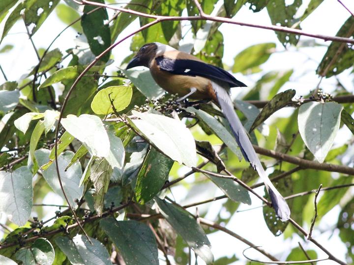 Sumatran Treepie