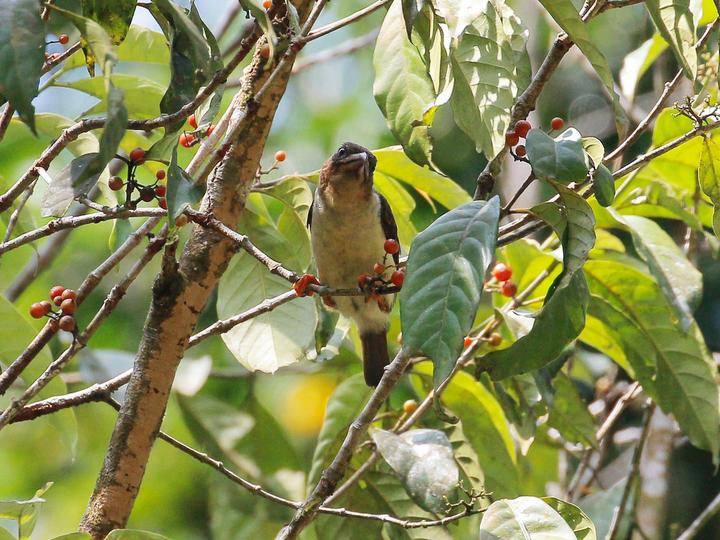 Sooty Barbet