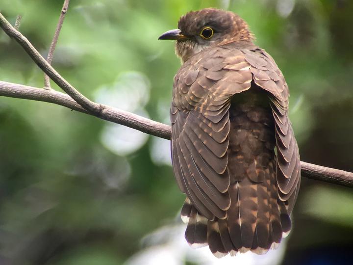 Malaysian Hawk-Cuckoo