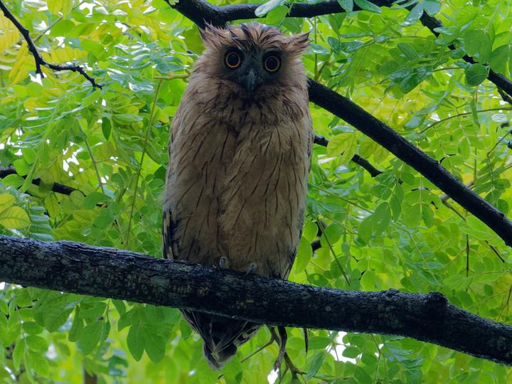 Buffy Fish Owl