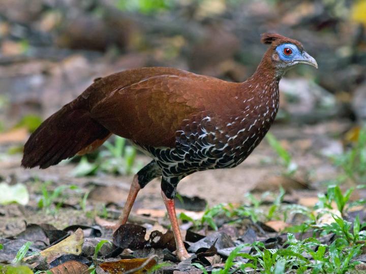 Malayan Crested Fireback
