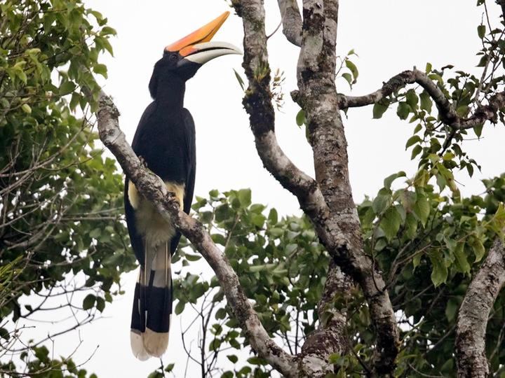 Rhinoceros Hornbill