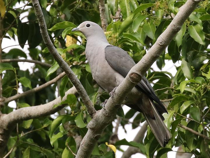 Grey Imperial Pigeon
