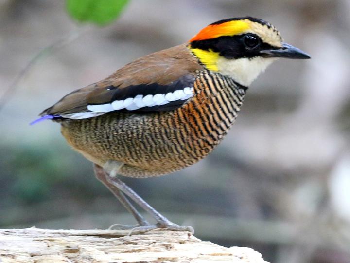 Malayan Banded Pitta