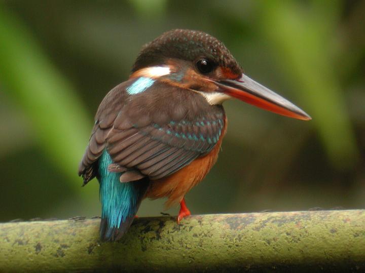 Malaysian Blue-banded Kingfisher